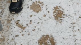 Maastokenkä jalassa ja maassa karhun jälkiä ohuessa lumessa.