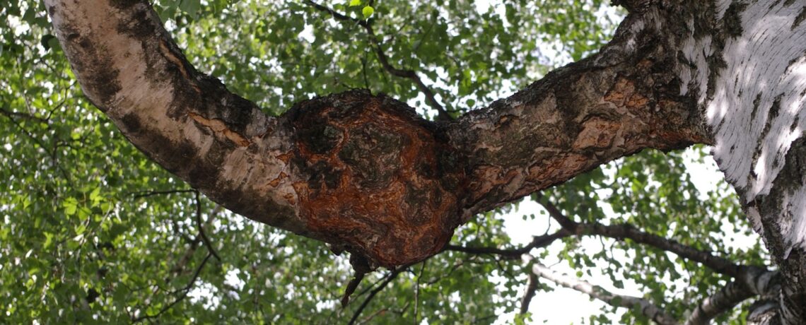 Työpsykologi kannustaa vahvistamaan omaa toimijuutta metsäviestinnässä