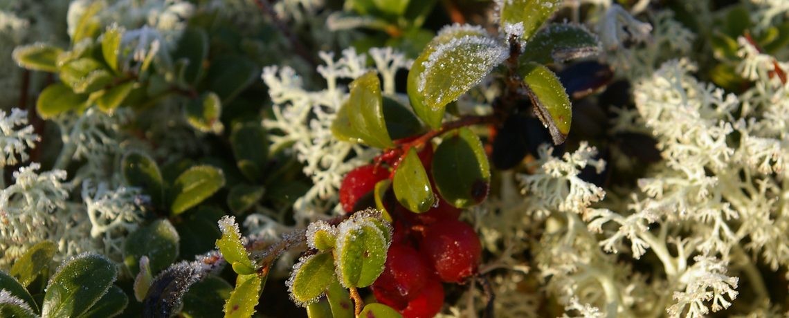 Metsäalan naisten ei pidä joutua kovettamaan nahkaansa työssä