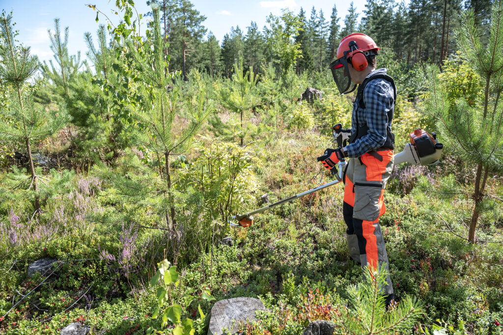 raivausta kuva tapio Henkilö raivaa taimikkoa.