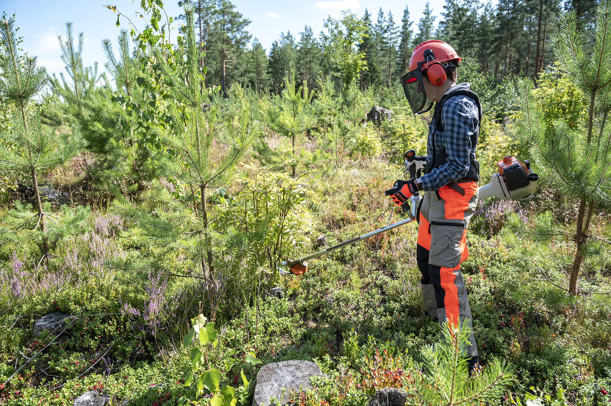 henkilö raivaa taimikkoa
