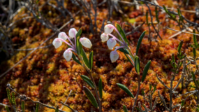 suopursun nuppuja