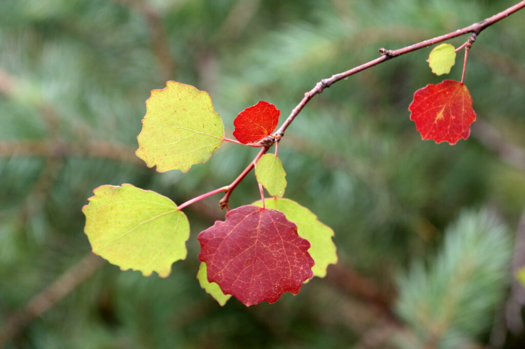 värikkäät syksyiset puun lehdet